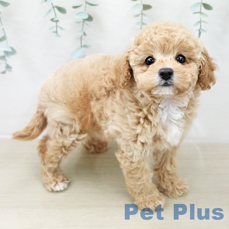 福島県のトイプードル(トイ) (ペットプラス 福島店/2025年11月8日生まれ/女の子/アプリコット)の子犬の2枚目の画像