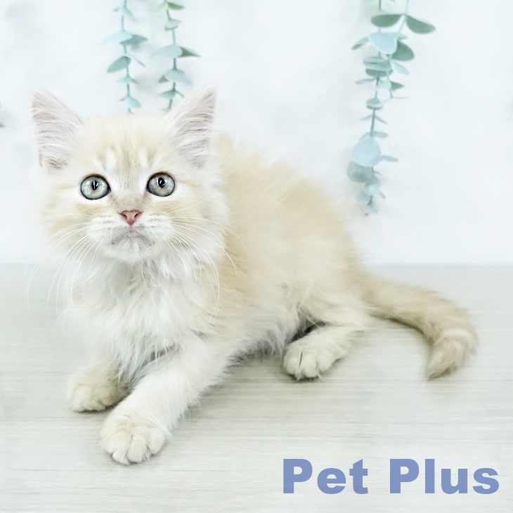 茨城県のマンチカン (ペッツワン 古河店/2025年10月29日生まれ/男の子/クリームタビー)の子猫の1枚目の画像