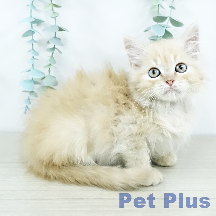 茨城県のマンチカン (ペッツワン 古河店/2025年10月29日生まれ/男の子/クリームタビー)の子猫の2枚目の画像