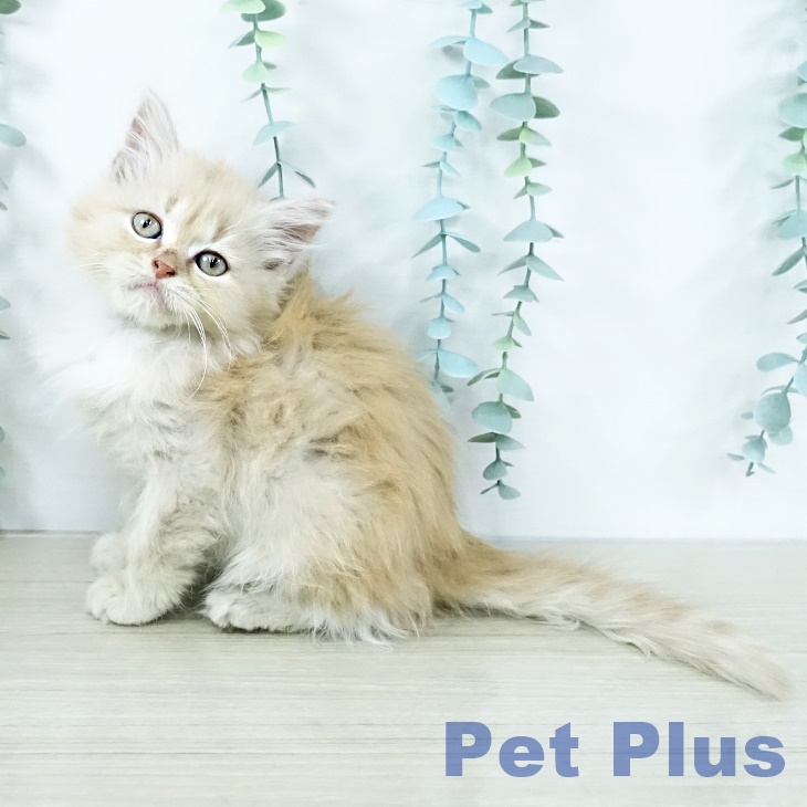 山梨県のマンチカン (ペットプラス 甲府昭和店/2025年10月29日生まれ/女の子/クリームタビー)の子猫の1枚目の画像