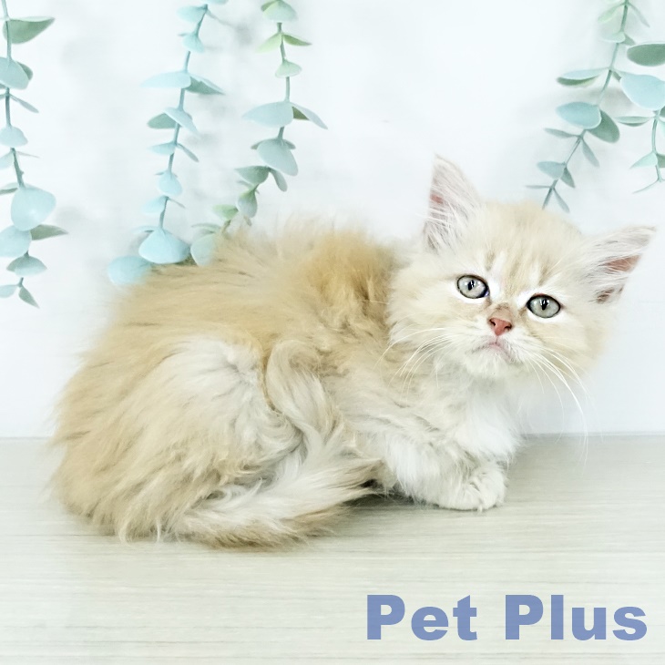 山梨県のマンチカン (ペットプラス 甲府昭和店/2025年10月29日生まれ/女の子/クリームタビー)の子猫の2枚目の画像