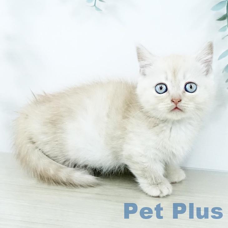 大阪府のマンチカン (ペットプラス イオン大日店/2025年11月13日生まれ/男の子/クリームタビー)の子猫の1枚目の画像