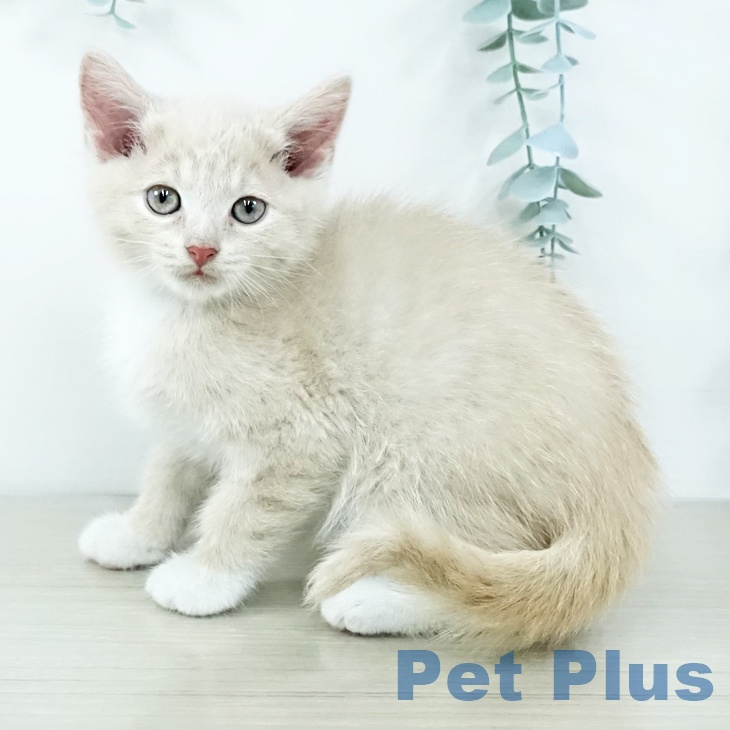 神奈川県のマンチカン (ペットプラス 新百合丘店/2025年11月13日生まれ/女の子/クリームタビーホワイト)の子猫の1枚目の画像