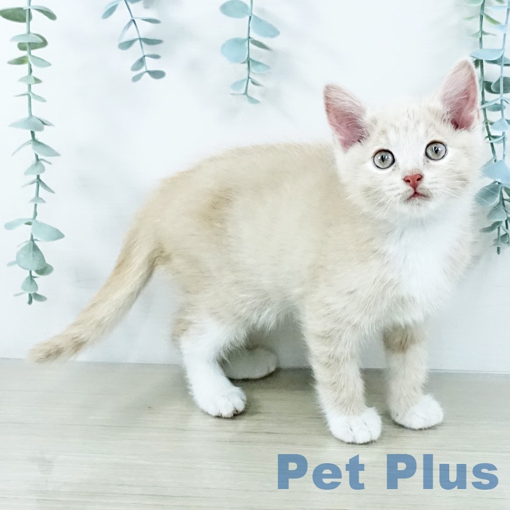 神奈川県のマンチカン (ペットプラス 新百合丘店/2025年11月13日生まれ/女の子/クリームタビーホワイト)の子猫の2枚目の画像