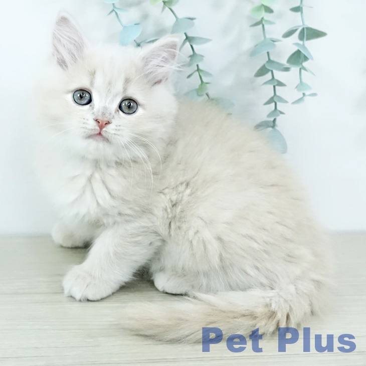 東京都のサイベリアン (ペットプラス 日の出店/2025年10月29日生まれ/男の子/クリームタビー)の子猫の1枚目の画像