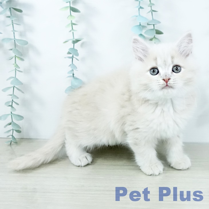 東京都のサイベリアン (ペットプラス 日の出店/2025年10月29日生まれ/男の子/クリームタビー)の子猫の2枚目の画像