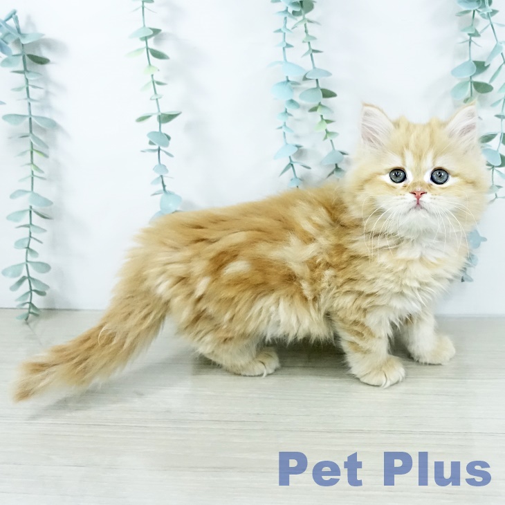 埼玉県のサイベリアン (ペットプラス コクーンシティ店/2025年10月29日生まれ/女の子/レッドタビー)の子猫の2枚目の画像