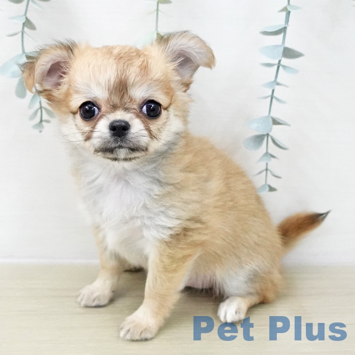 東京都のチワワ(ロング) (ペットプラス むさし村山店/2025年11月10日生まれ/女の子/フォーンホワイト)の子犬の1枚目の画像