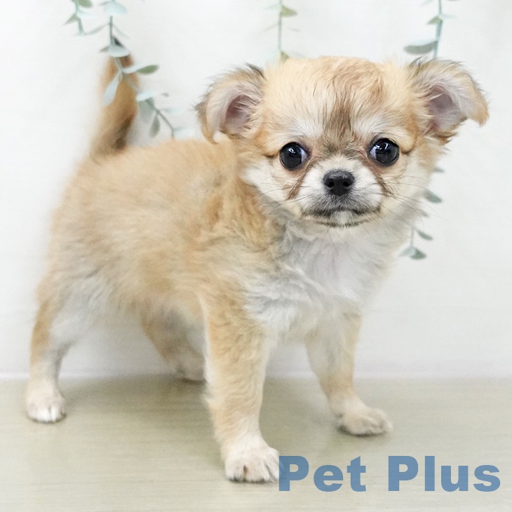 東京都のチワワ(ロング) (ペットプラス むさし村山店/2025年11月10日生まれ/女の子/フォーンホワイト)の子犬の2枚目の画像