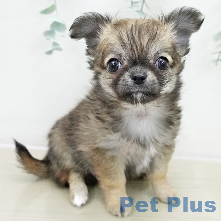 神奈川県のチワワ(ロング) (ペットプラス テラスモール湘南店/2025年11月10日生まれ/女の子/レッドホワイト)の子犬の1枚目の画像