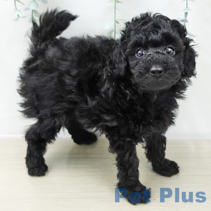 埼玉県のトイプードル(トイ) (ペットプラス ららぽーと富士見店/2025年11月9日生まれ/男の子/ブラック)の子犬の1枚目の画像
