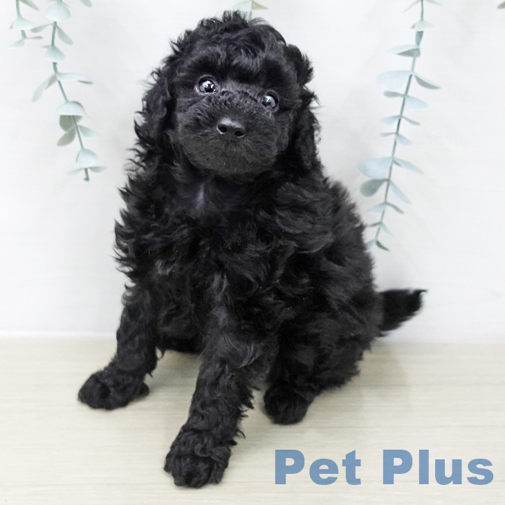 埼玉県のトイプードル(トイ) (ペットプラス ららぽーと富士見店/2025年11月9日生まれ/男の子/ブラック)の子犬の2枚目の画像