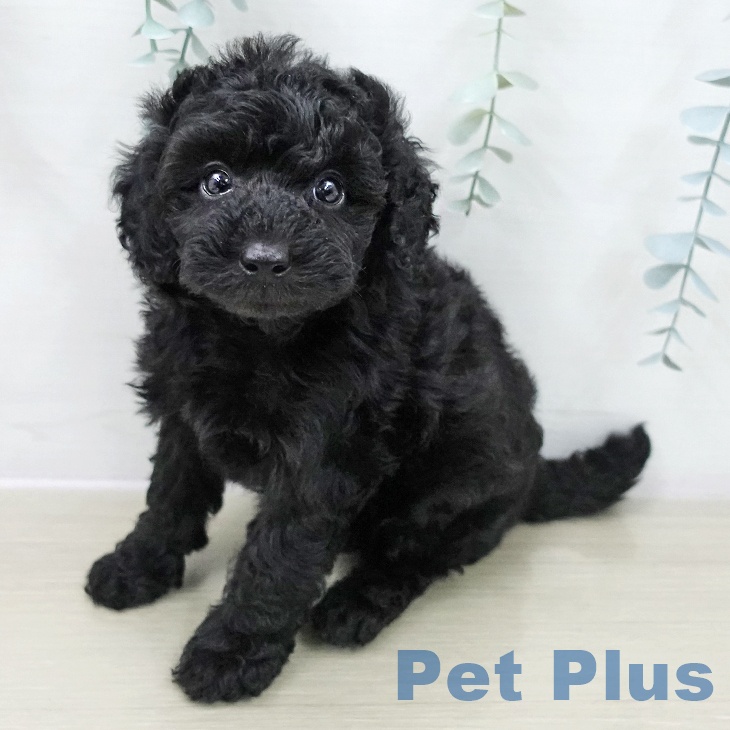 東京都のトイプードル(トイ) (ペットプラス 日の出店/2025年11月9日生まれ/女の子/ブラック)の子犬の1枚目の画像