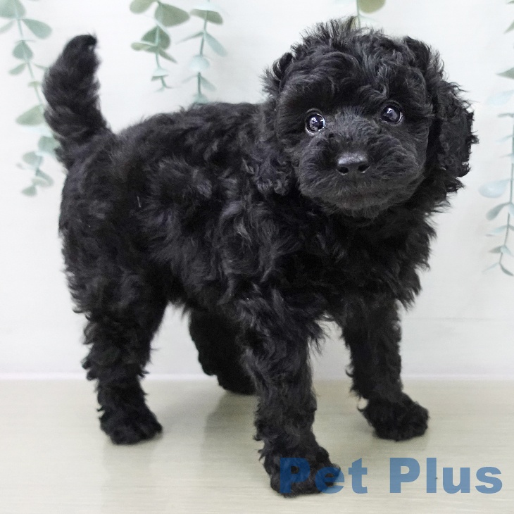 東京都のトイプードル(トイ) (ペットプラス 日の出店/2025年11月9日生まれ/女の子/ブラック)の子犬の2枚目の画像