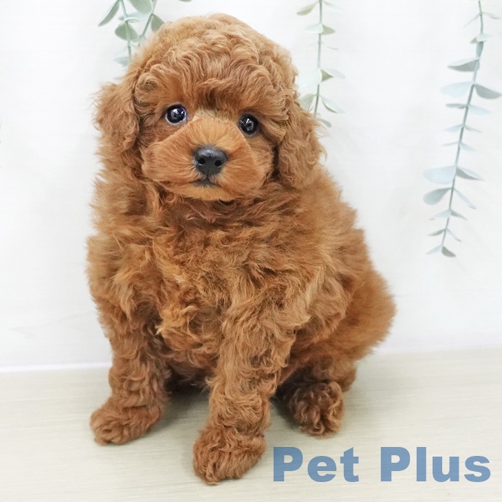 埼玉県のトイプードル(トイ) (ペットプラス 羽生店/2025年11月9日生まれ/男の子/レッド)の子犬の1枚目の画像