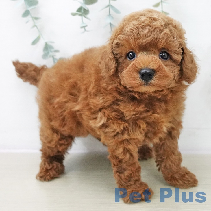 埼玉県のトイプードル(トイ) (ペットプラス 羽生店/2025年11月9日生まれ/男の子/レッド)の子犬の2枚目の画像