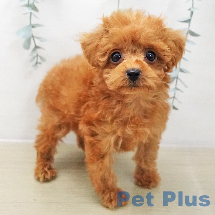 埼玉県のトイプードル(トイ) (ペッツワン 吉川美南店/2025年11月2日生まれ/女の子/レッド)の子犬の1枚目の画像