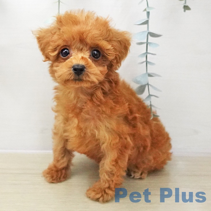 埼玉県のトイプードル(トイ) (ペッツワン 吉川美南店/2025年11月2日生まれ/女の子/レッド)の子犬の2枚目の画像