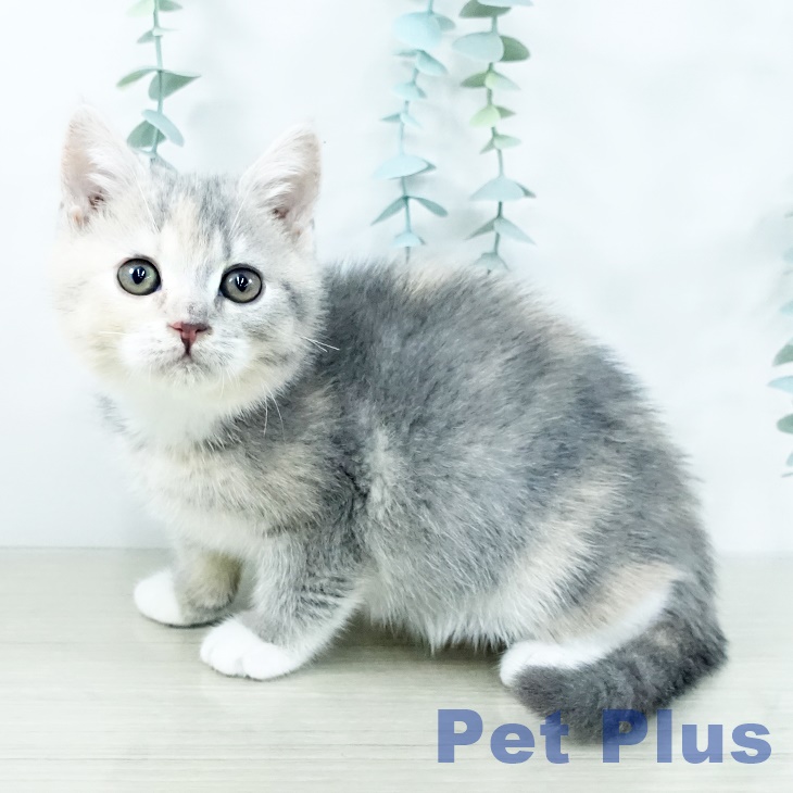 東京都のスコティッシュフォールド (ペットプラス 立川高島屋S.C.店/2025年10月31日生まれ/女の子/ダイリュートキャリコ)の子猫の1枚目の画像
