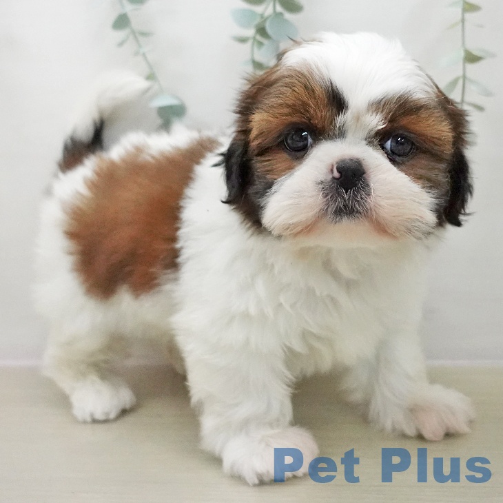 群馬県のシーズー (ペットプラス 前橋店/2025年11月11日生まれ/女の子/ホワイトゴールド)の子犬の1枚目の画像