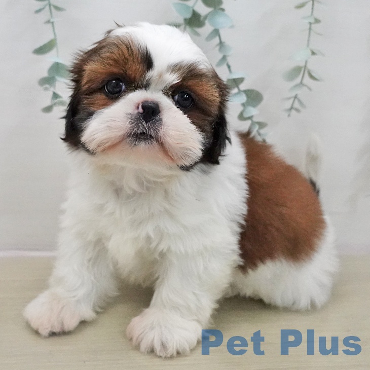 群馬県のシーズー (ペットプラス 前橋店/2025年11月11日生まれ/女の子/ホワイトゴールド)の子犬の2枚目の画像