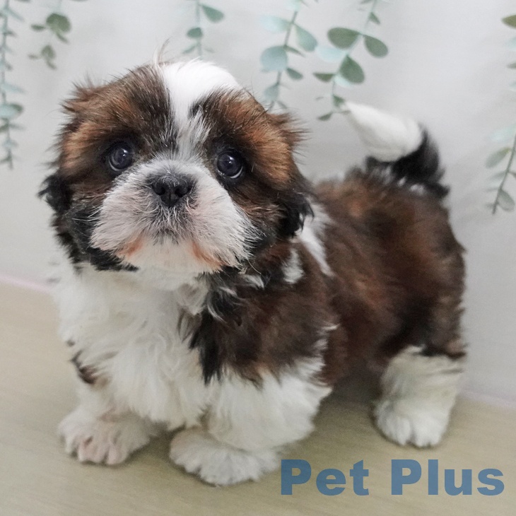 東京都のシーズー (ペットプラス 多摩平の森店/2025年11月14日生まれ/女の子/ホワイトゴールド)の子犬の1枚目の画像