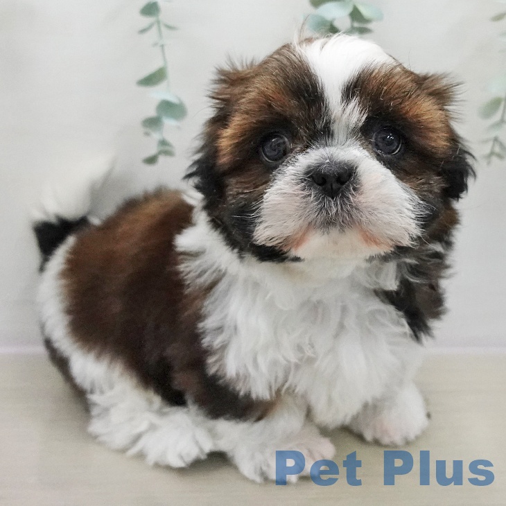 東京都のシーズー (ペットプラス 多摩平の森店/2025年11月14日生まれ/女の子/ホワイトゴールド)の子犬の2枚目の画像