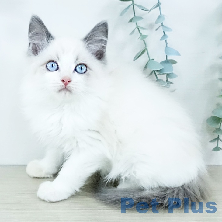 福岡県のラグドール (ペットプラス 福岡店/2025年10月15日生まれ/男の子/ブルーポイントバイカラー)の子猫の1枚目の画像
