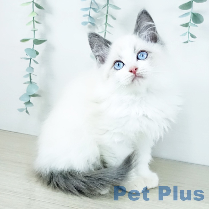 福岡県のラグドール (ペットプラス 福岡店/2025年10月15日生まれ/男の子/ブルーポイントバイカラー)の子猫の2枚目の画像