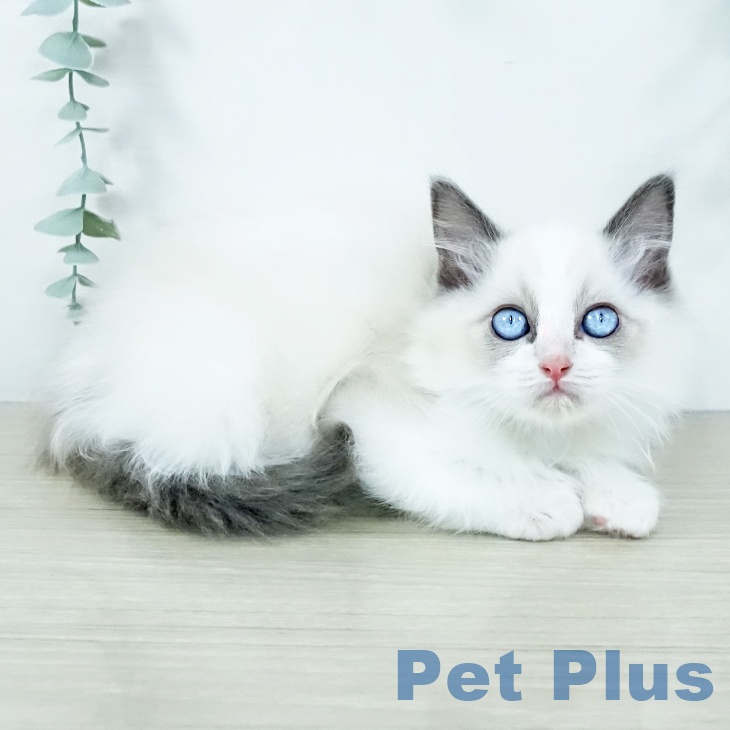 福岡県のラグドール (ペットプラス 八幡東店/2025年10月15日生まれ/男の子/ブルーポイントバイカラー)の子猫の1枚目の画像