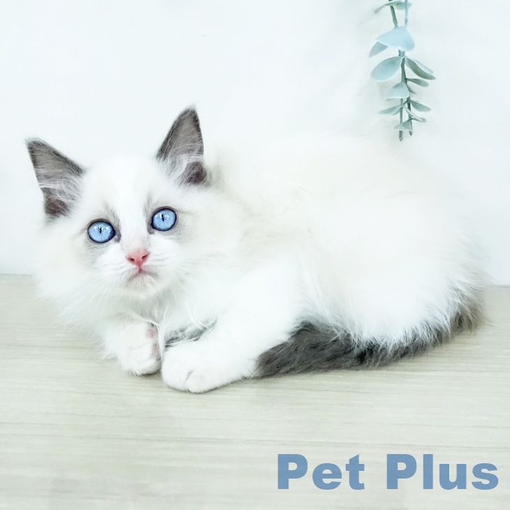 福岡県のラグドール (ペットプラス 八幡東店/2025年10月15日生まれ/男の子/ブルーポイントバイカラー)の子猫の2枚目の画像