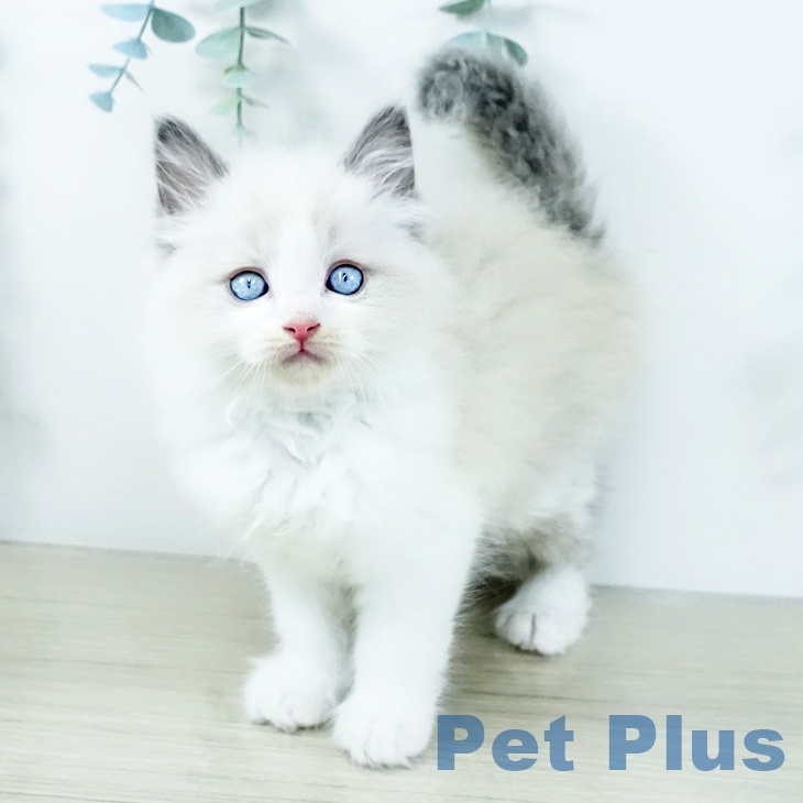 福岡県のラグドール (ペットプラス 香椎浜店/2025年11月14日生まれ/男の子/ブルーポイントバイカラー)の子猫の1枚目の画像