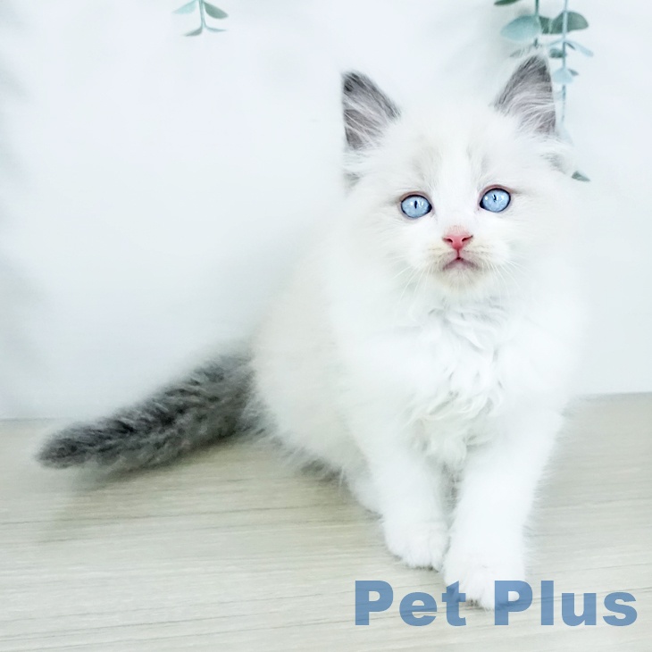 福岡県のラグドール (ペットプラス 香椎浜店/2025年11月14日生まれ/男の子/ブルーポイントバイカラー)の子猫の2枚目の画像