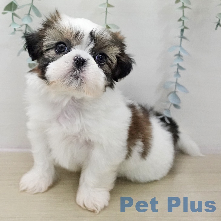 埼玉県のシーズー (ペットプラス コクーンシティ店/2025年11月14日生まれ/男の子/ホワイトゴールド)の子犬の1枚目の画像