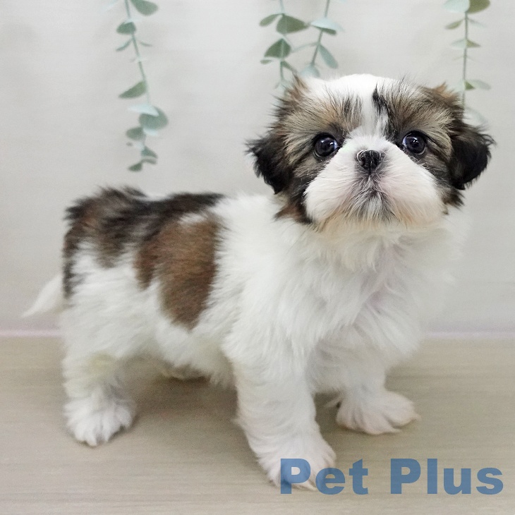 埼玉県のシーズー (ペットプラス コクーンシティ店/2025年11月14日生まれ/男の子/ホワイトゴールド)の子犬の2枚目の画像