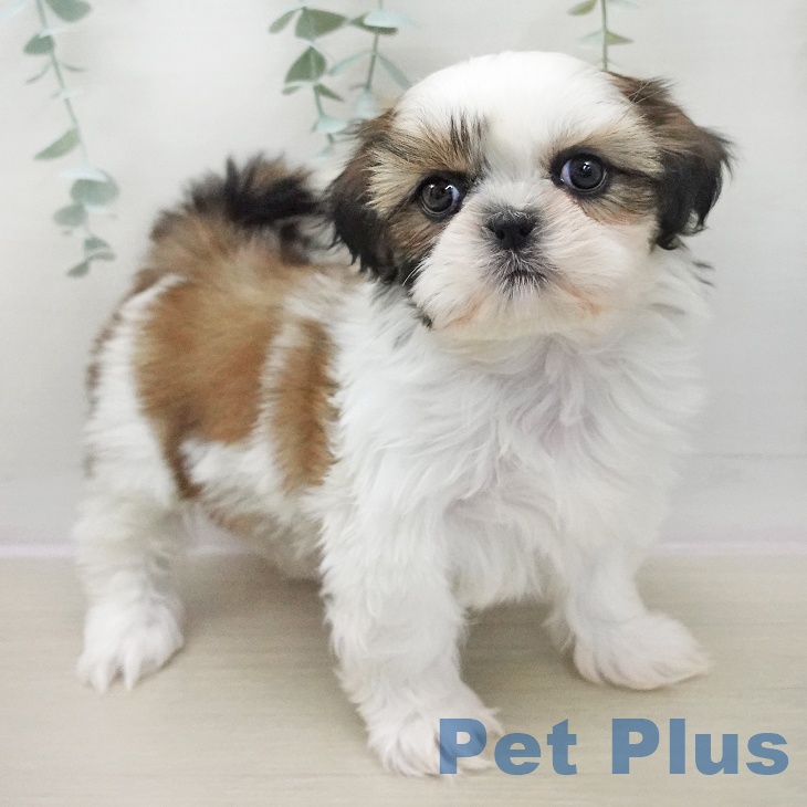 茨城県のシーズー (ペットプラス つくば店/2025年11月14日生まれ/女の子/ホワイトゴールド)の子犬の1枚目の画像