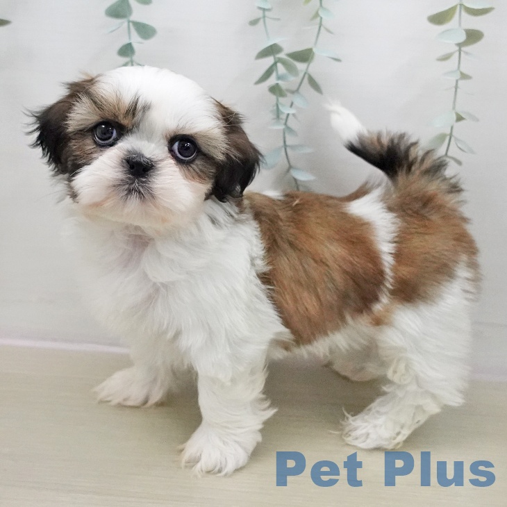 茨城県のシーズー (ペットプラス つくば店/2025年11月14日生まれ/女の子/ホワイトゴールド)の子犬の2枚目の画像