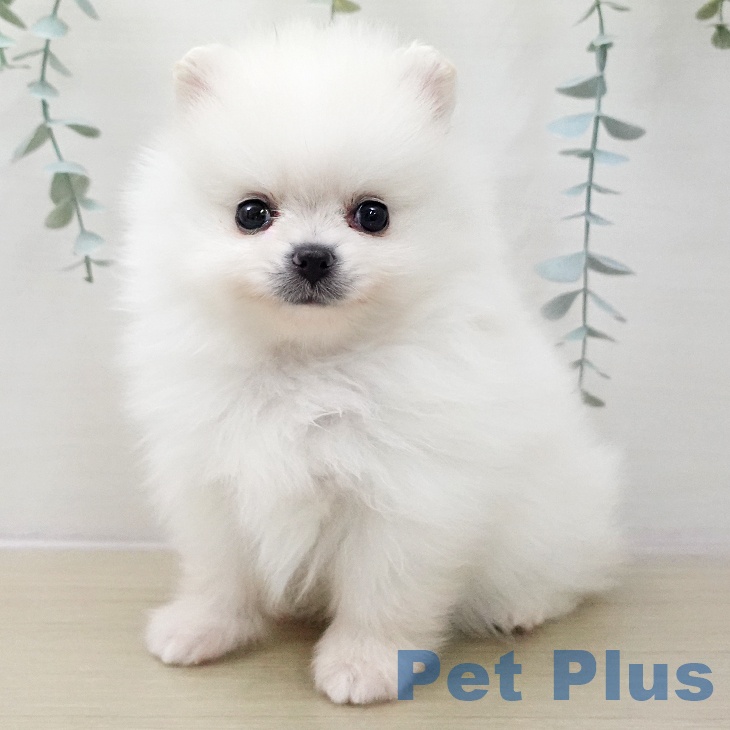神奈川県のポメラニアン (ペットプラス テラスモール湘南店/2025年11月13日生まれ/女の子/ホワイトクリーム)の子犬の1枚目の画像