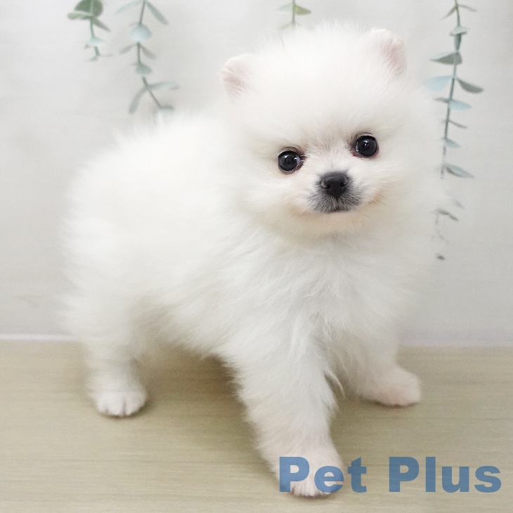 神奈川県のポメラニアン (ペットプラス テラスモール湘南店/2025年11月13日生まれ/女の子/ホワイトクリーム)の子犬の2枚目の画像