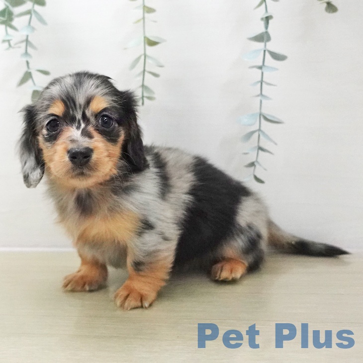 東京都のミニチュアダックスフンド(ロング) (ペットプラス アクアシティお台場店/2025年11月14日生まれ/女の子/シルバーダップル)の子犬