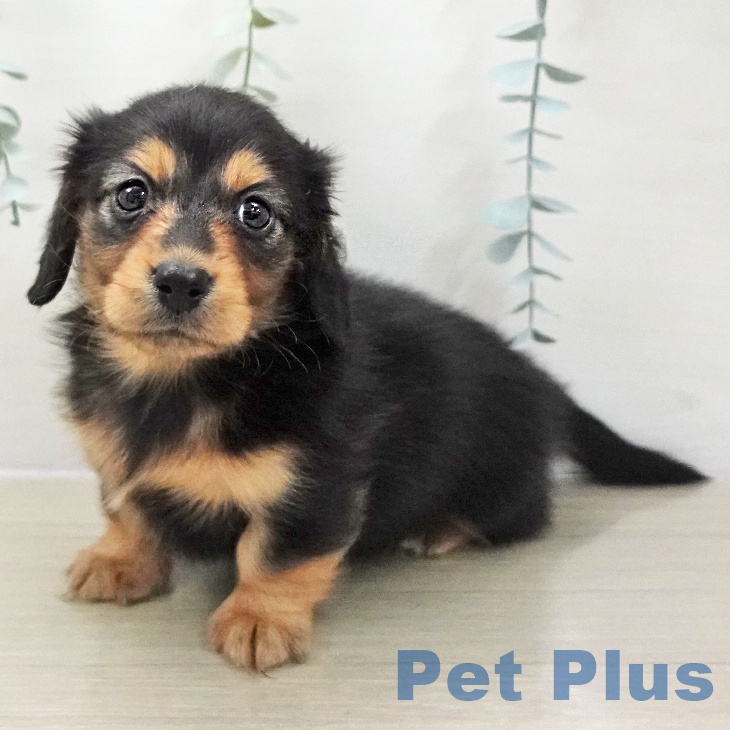 神奈川県のミニチュアダックスフンド(ロング) (ペットプラス 相模原並木店/2025年11月14日生まれ/女の子/ブラックタン)の子犬の1枚目の画像