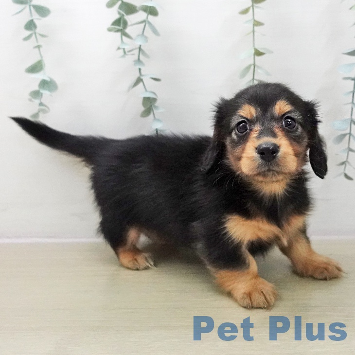 神奈川県のミニチュアダックスフンド(ロング) (ペットプラス 相模原並木店/2025年11月14日生まれ/女の子/ブラックタン)の子犬の2枚目の画像