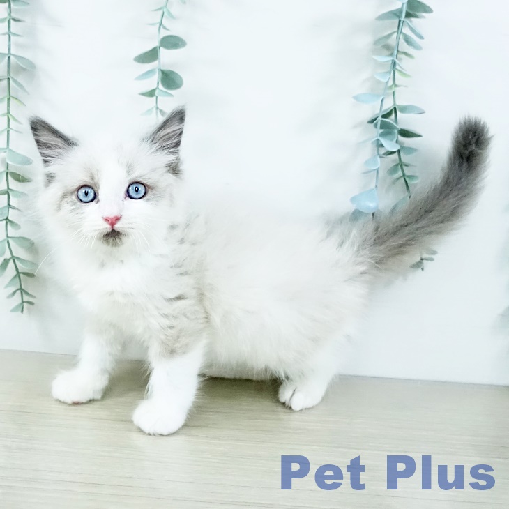 沖縄県のラグドール (ペットプラス 沖縄ライカム店/2025年11月9日生まれ/男の子/ブルーポイントバイカラー)の子猫の1枚目の画像