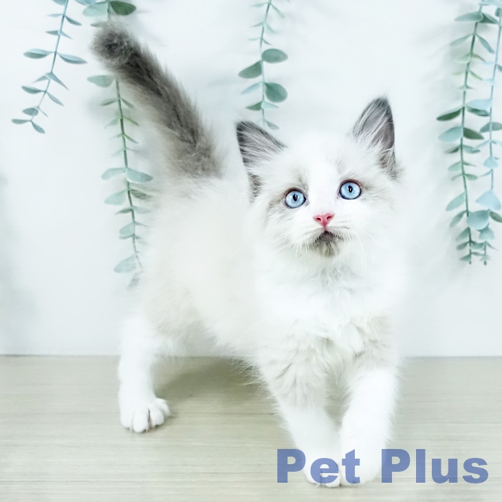 沖縄県のラグドール (ペットプラス 沖縄ライカム店/2025年11月9日生まれ/男の子/ブルーポイントバイカラー)の子猫の2枚目の画像