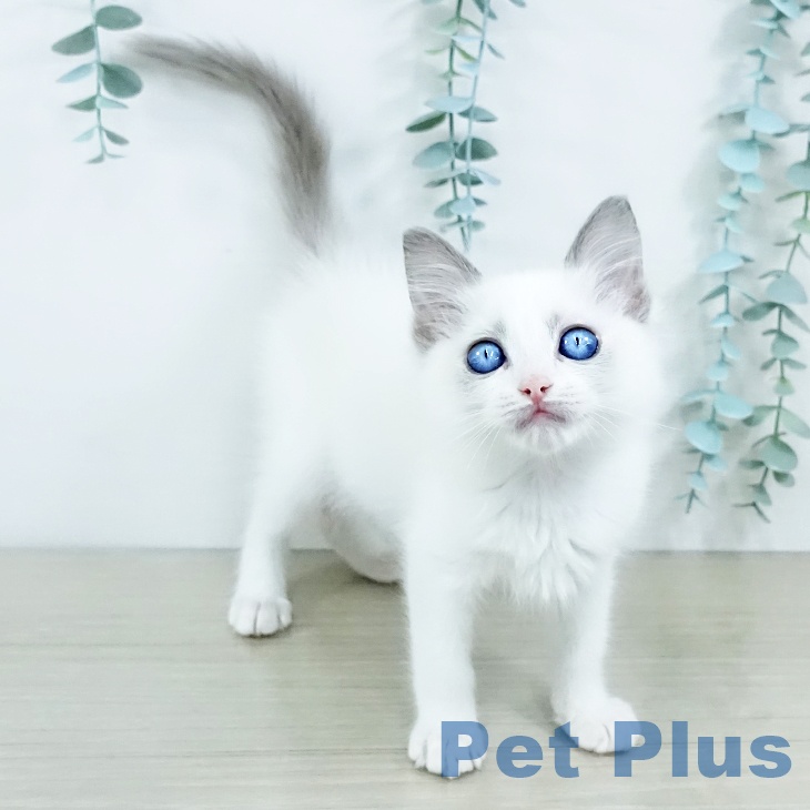 熊本県のラグドール (ペットプラス 熊本店/2025年10月21日生まれ/女の子/ブルーポイントバイカラー)の子猫の2枚目の画像