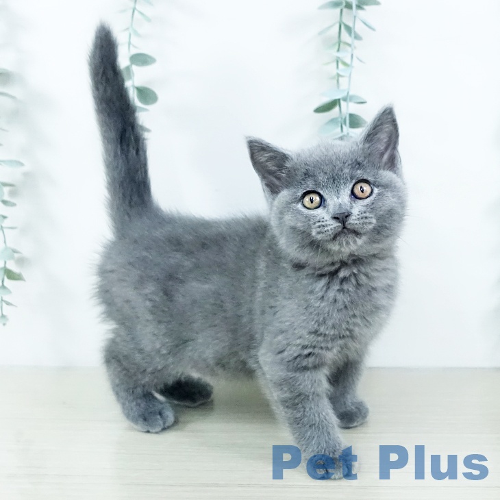 福岡県のブリティッシュショートヘアー (ペットプラス 八幡東店/2025年11月13日生まれ/男の子/ブルー)の子猫の1枚目の画像