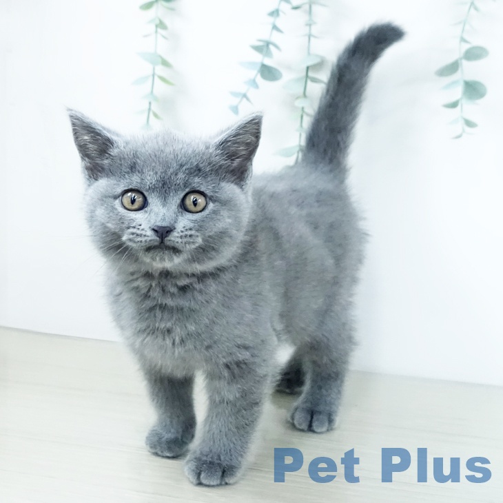 福岡県のブリティッシュショートヘアー (ペットプラス 八幡東店/2025年11月13日生まれ/男の子/ブルー)の子猫の2枚目の画像