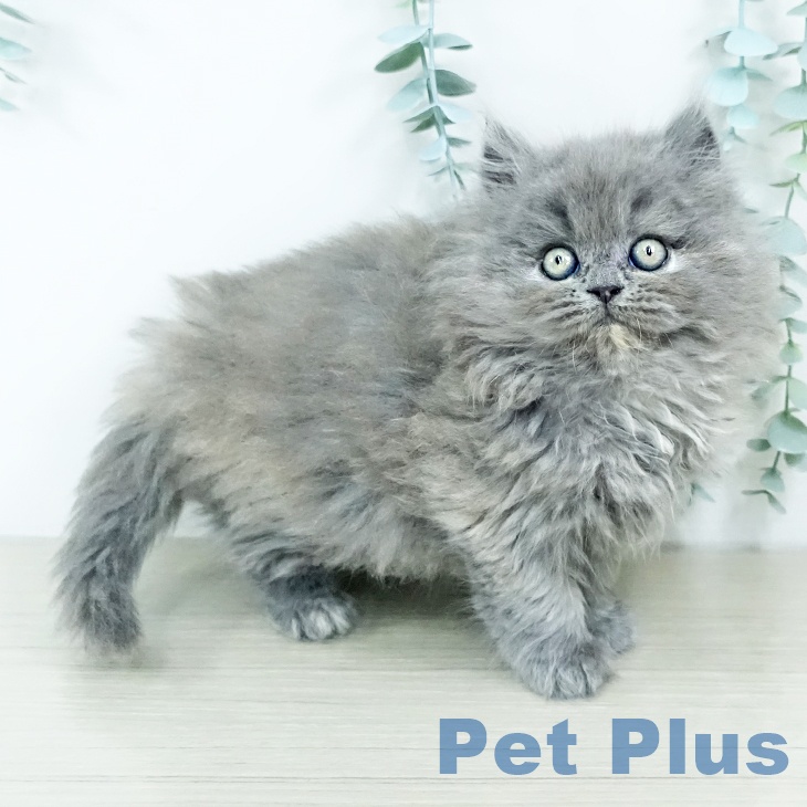 京都府のミヌエット (ペットプラス 京都桂川店/2025年11月11日生まれ/女の子/ブルークリーム)の子猫の1枚目の画像