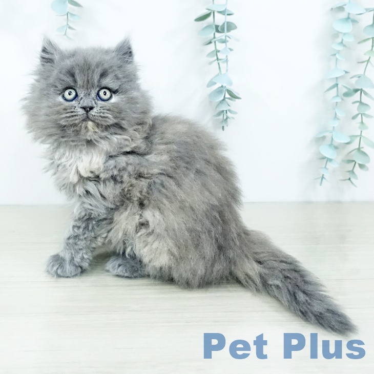 京都府のミヌエット (ペットプラス 京都桂川店/2025年11月11日生まれ/女の子/ブルークリーム)の子猫の2枚目の画像