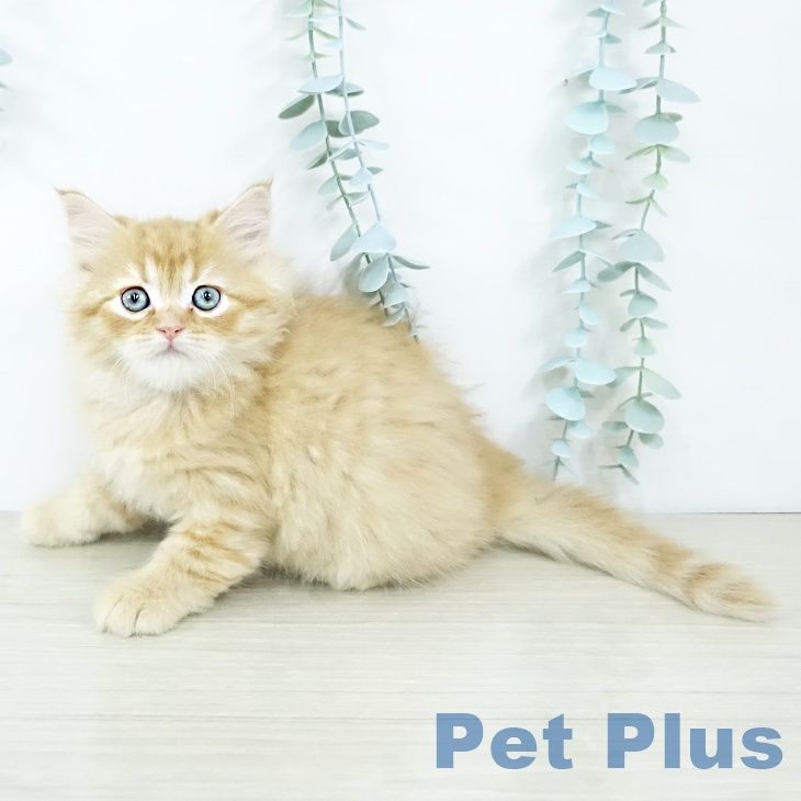 大阪府のミヌエット (ペットプラス りんくう泉南店/2025年11月13日生まれ/男の子/レッドタビー)の子猫の1枚目の画像